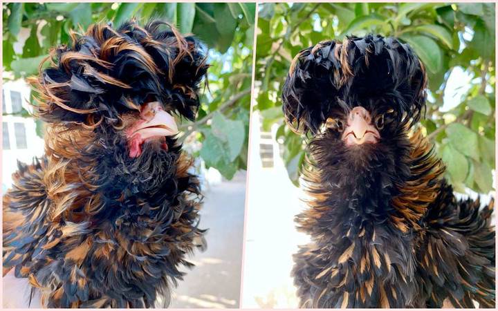 Quà biếu Tết siêu độc dị: Gà sư tử Ba Lan giá gần chục triệu đồng - 1