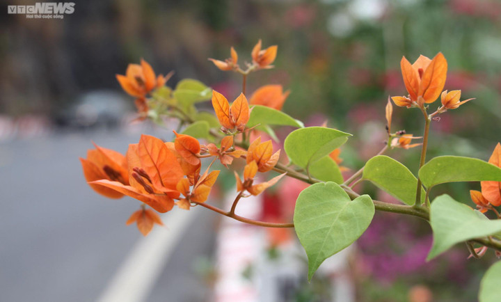 Chiêm ngưỡng con đường hoa giấy thơ mộng xuyên đảo Cát Bà - 8