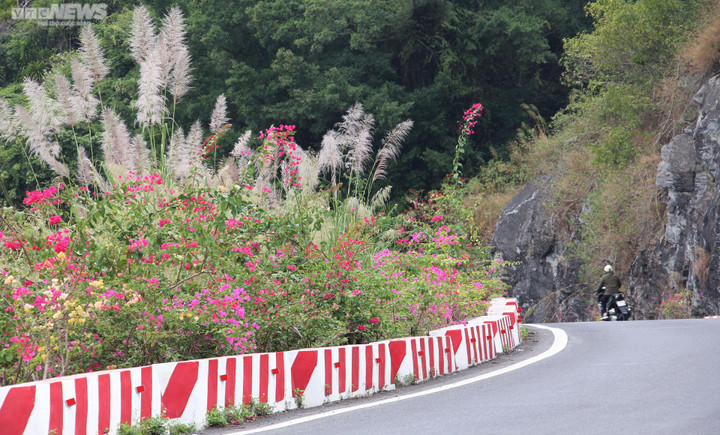 Chiêm ngưỡng con đường hoa giấy thơ mộng xuyên đảo Cát Bà - 10