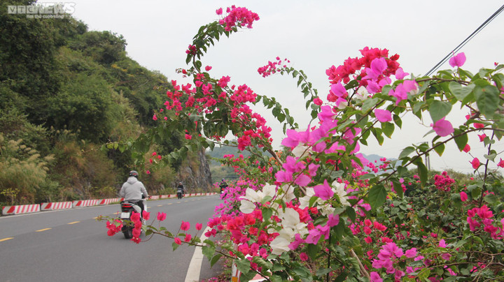 Chiêm ngưỡng con đường hoa giấy thơ mộng xuyên đảo Cát Bà - 6