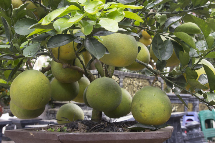 Nấm linh chi, đu đủ thành bonsai chơi Tết - 3