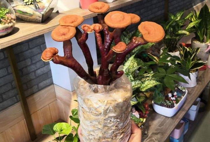 Nấm linh chi, đu đủ thành bonsai chơi Tết - 1