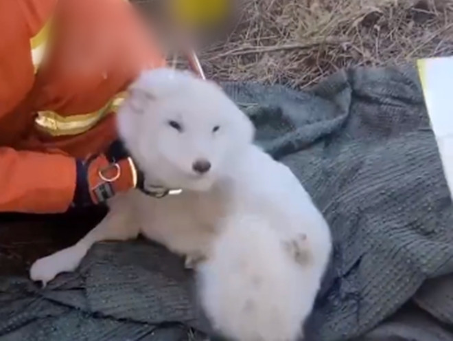 Tưởng cứu được chó lạc, ai ngờ đó là 'linh thú' tuyệt mỹ - 1