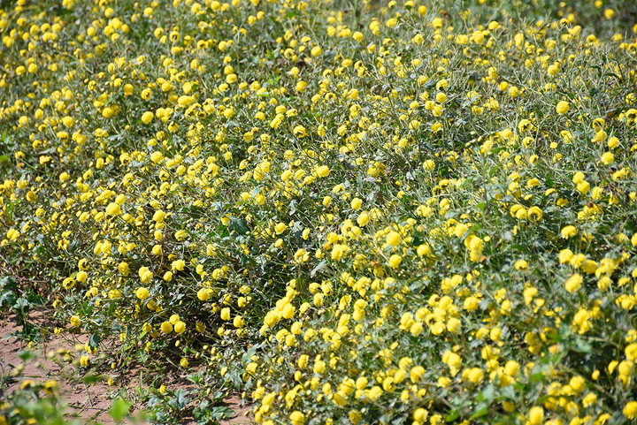 Ngắm cúc tiến vua trải thảm vàng rực trên cánh đồng ở Hải Phòng - 8