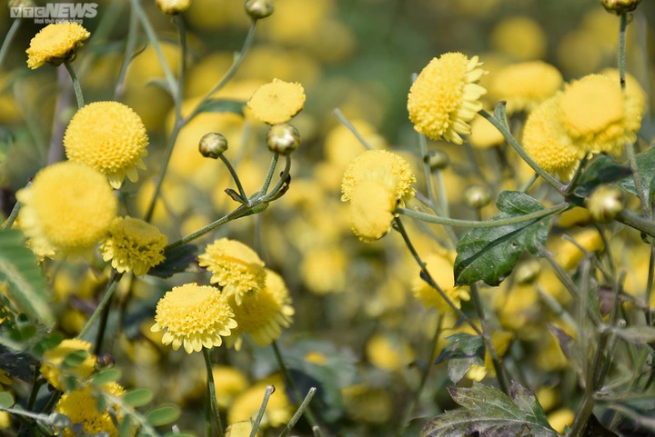 Ngắm cúc tiến vua trải thảm vàng rực trên cánh đồng ở Hải Phòng - 12