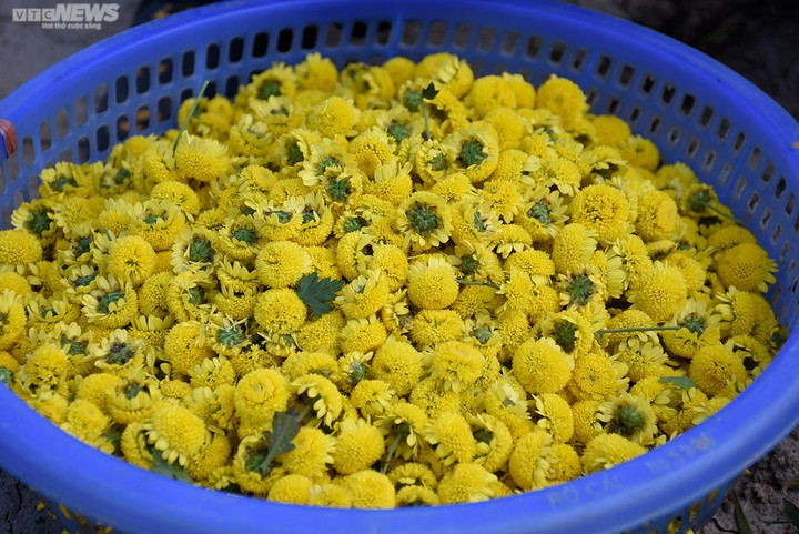 Ngắm cúc tiến vua trải thảm vàng rực trên cánh đồng ở Hải Phòng - 11