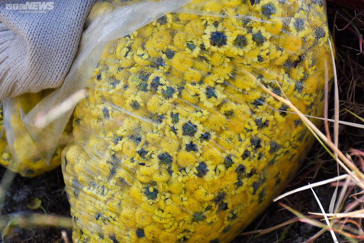 Ngắm cúc tiến vua trải thảm vàng rực trên cánh đồng ở Hải Phòng - 10