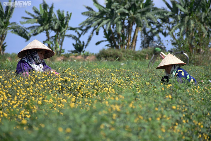 Ngắm cúc tiến vua trải thảm vàng rực trên cánh đồng ở Hải Phòng - 5
