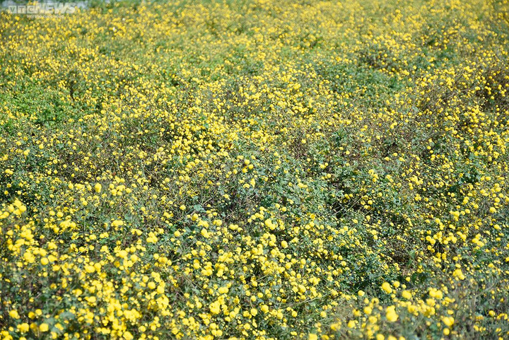 Ngắm cúc tiến vua trải thảm vàng rực trên cánh đồng ở Hải Phòng - 9