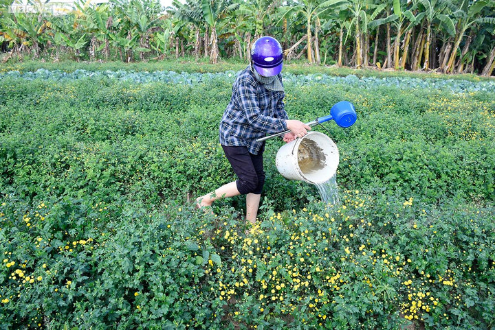 Ngắm cúc tiến vua trải thảm vàng rực trên cánh đồng ở Hải Phòng - 7