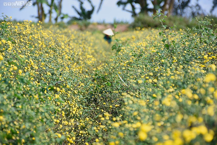 Ngắm cúc tiến vua trải thảm vàng rực trên cánh đồng ở Hải Phòng - 1