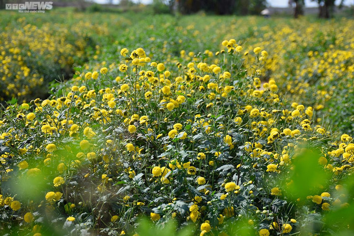 Ngắm cúc tiến vua trải thảm vàng rực trên cánh đồng ở Hải Phòng - 2