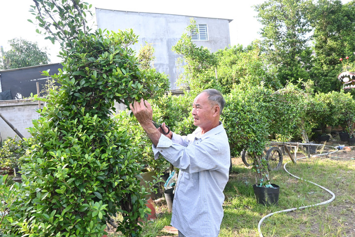 Các làng hoa ở miền Tây tăng sản lượng, kỳ vọng bội thu mùa Tết - 3