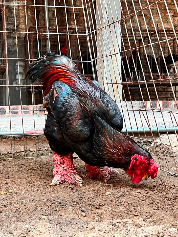 Chi chục triệu đồng săn ‘gà nằm lò sưởi’ ăn Tết vẫn thấp thỏm lo không có hàng - 3