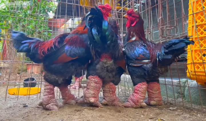 Chi chục triệu đồng săn ‘gà nằm lò sưởi’ ăn Tết vẫn thấp thỏm lo không có hàng - 1