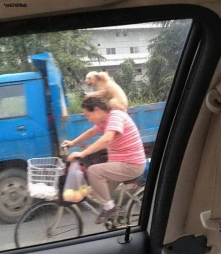 Hình ảnh 'độc lạ đường phố' khiến mọi người đều phải ngoái nhìn - 5