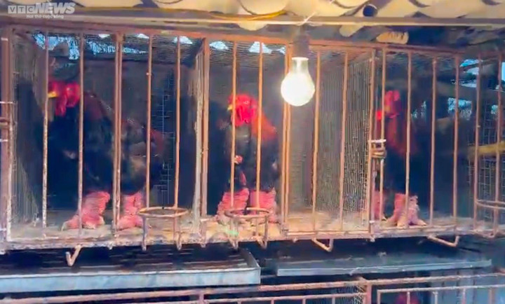 Chi chục triệu đồng săn ‘gà nằm lò sưởi’ ăn Tết vẫn thấp thỏm lo không có hàng - 2