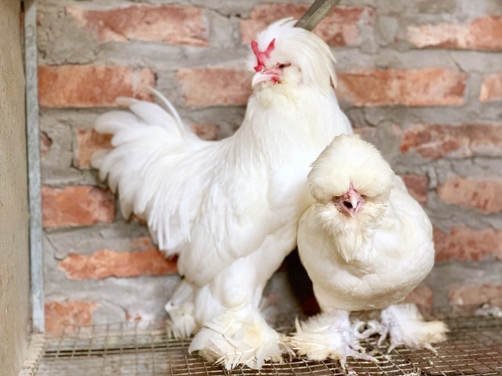 Mốt mua gà kiểng độc dị làm quà biếu Tết - 6