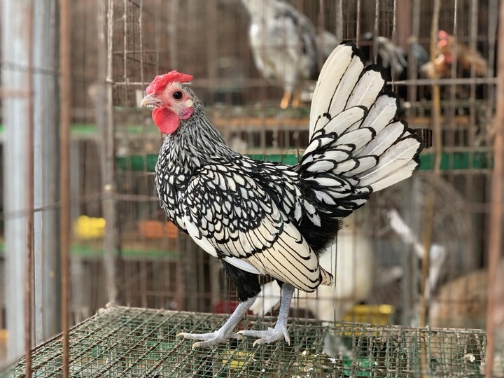 Mốt mua gà kiểng độc dị làm quà biếu Tết - 9