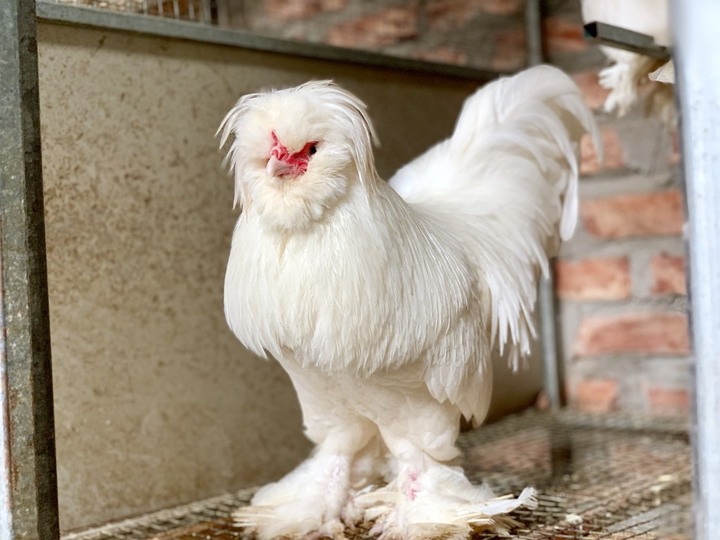 Mốt mua gà kiểng độc dị làm quà biếu Tết - 7