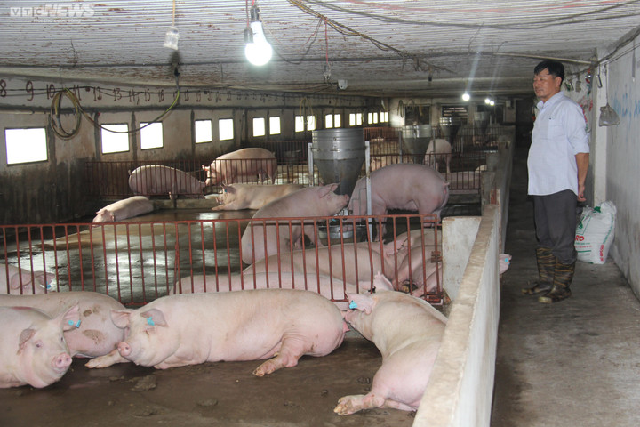 Giá heo hơi hôm nay 1/1/2023: Thị trường ổn định, cao nhất 54.000 đồng/kg - 2