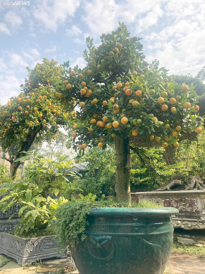 Chưa đến Tết, quất cần thăng độc lạ giá trăm triệu đồng đã cháy hàng - 3