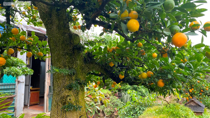 Chưa đến Tết, quất cần thăng độc lạ giá trăm triệu đồng đã cháy hàng - 8