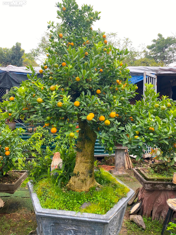 Chưa đến Tết, quất cần thăng độc lạ giá trăm triệu đồng đã cháy hàng - 10