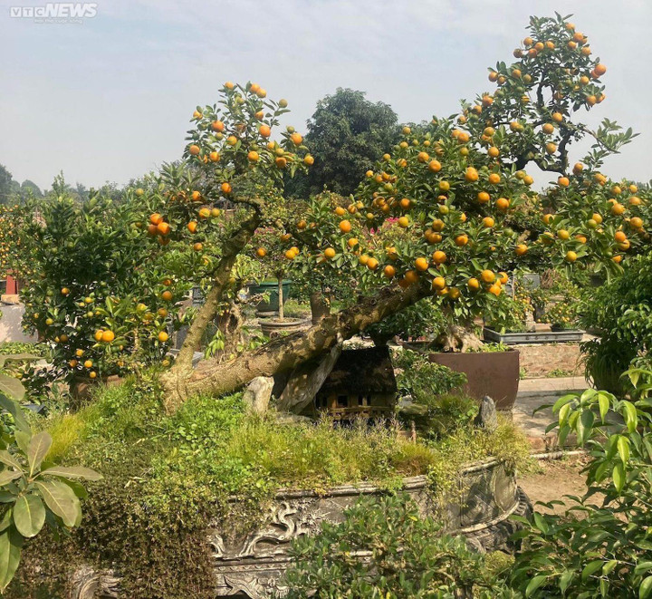 Chưa đến Tết, quất cần thăng độc lạ giá trăm triệu đồng đã cháy hàng - 6