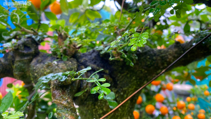 Chưa đến Tết, quất cần thăng độc lạ giá trăm triệu đồng đã cháy hàng - 5