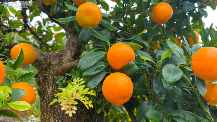 Chưa đến Tết, quất cần thăng độc lạ giá trăm triệu đồng đã cháy hàng - 7