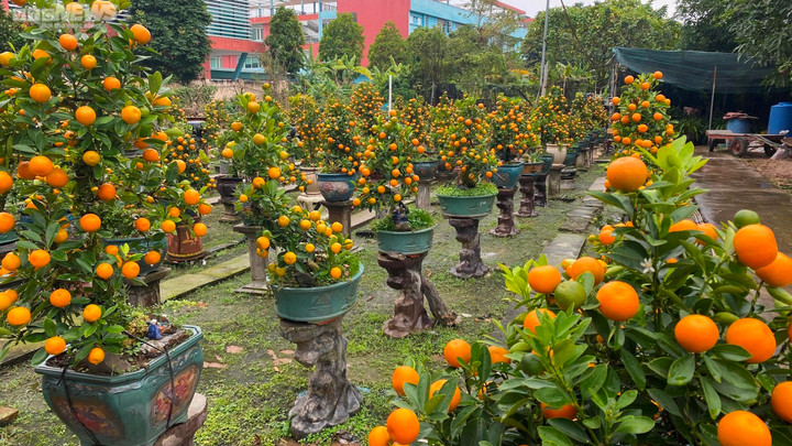 Chưa đến Tết, quất cần thăng độc lạ giá trăm triệu đồng đã cháy hàng - 11