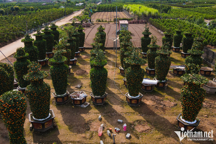 Quất lục bình, kiểu dáng trái tim giá hàng chục triệu đồng ở thủ phủ cây cảnh - 2