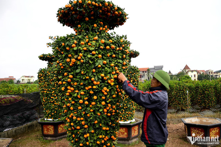 Quất lục bình, kiểu dáng trái tim giá hàng chục triệu đồng ở thủ phủ cây cảnh - 4