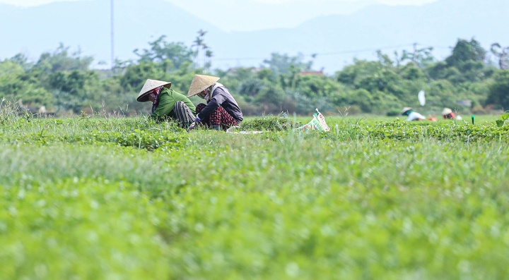 Phát triển BHXH với lao động tại các hợp tác xã - 1