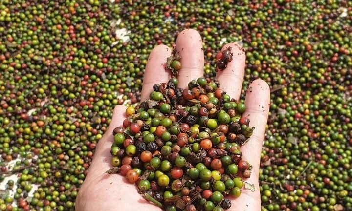 Giá tiêu hôm nay 3/1: Duy trì đà ổn định những ngày đầu năm - 1