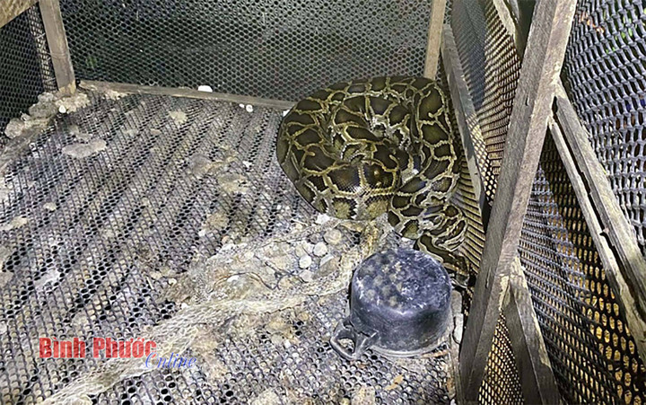 Bình Phước: Chui vào chuồng trăn, bị trăn siết cổ tử vong - 1