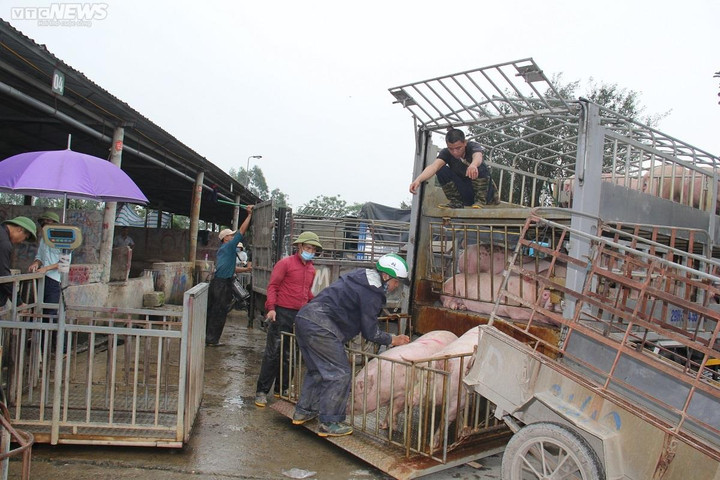 Giá heo hơi hôm nay 4/1/2023: Ổn định trong vùng giá 50.000 - 54.000 đồng/kg - 1