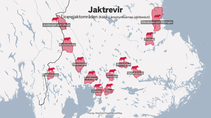 200 thợ săn Thụy Điển săn sói rừng gây tranh cãi - 3