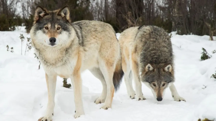 200 thợ săn Thụy Điển săn sói rừng gây tranh cãi - 2