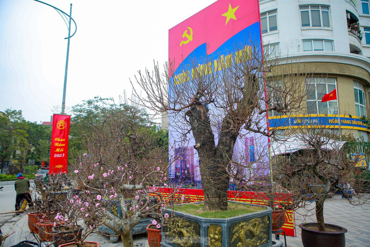 Đào rừng cổ thụ hơn trăm triệu đồng tràn phố Hà Nội - 1