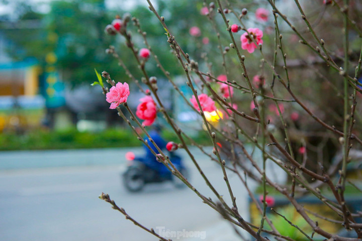 Đào rừng cổ thụ hơn trăm triệu đồng tràn phố Hà Nội - 11