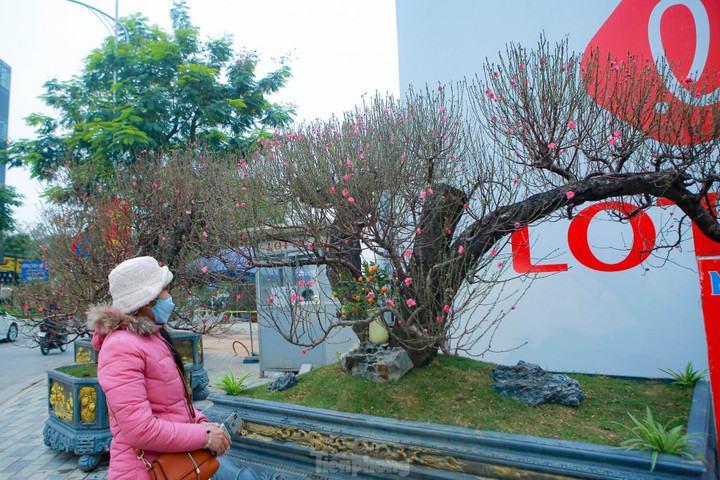 Đào rừng cổ thụ hơn trăm triệu đồng tràn phố Hà Nội - 12