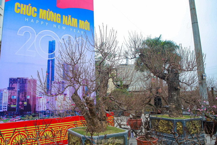 Đào rừng cổ thụ hơn trăm triệu đồng tràn phố Hà Nội - 2