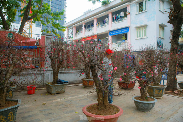 Đào rừng cổ thụ hơn trăm triệu đồng tràn phố Hà Nội - 3
