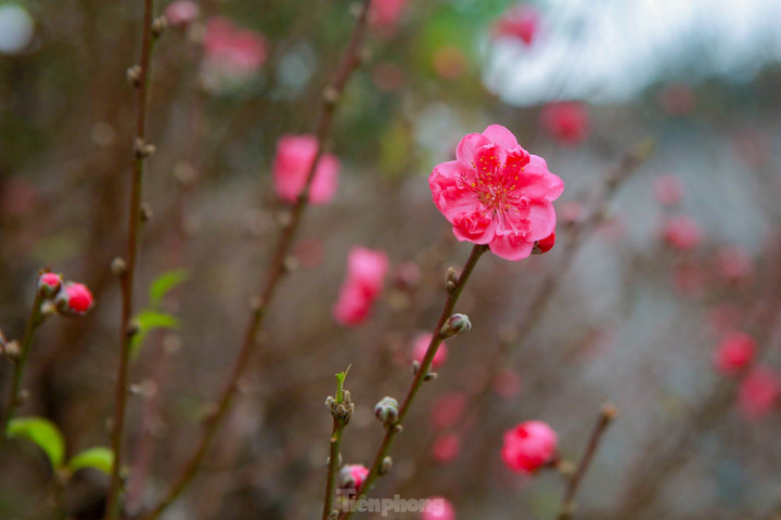 Đào rừng cổ thụ hơn trăm triệu đồng tràn phố Hà Nội - 4