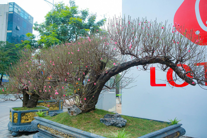 Đào rừng cổ thụ hơn trăm triệu đồng tràn phố Hà Nội - 6