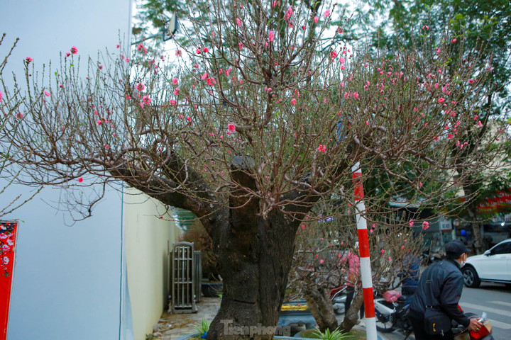 Đào rừng cổ thụ hơn trăm triệu đồng tràn phố Hà Nội - 9