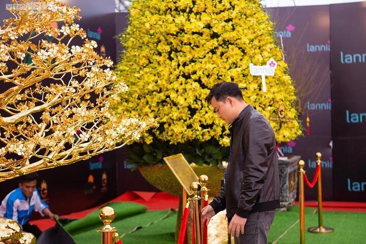 Chiêm ngưỡng cây mai mạ vàng lớn nhất Việt Nam giá 6 tỉ đồng - 8