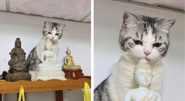 Bắt quả tang những lần hội nhà mèo khiến gia chủ 'khóc thét' trong bất lực - 1